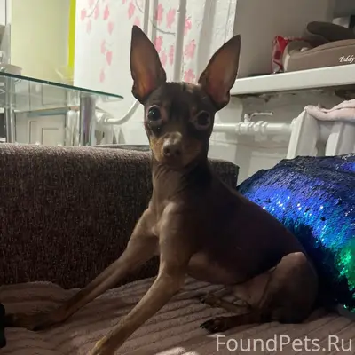 Пропал пёс Гай, ул. Торговая 12