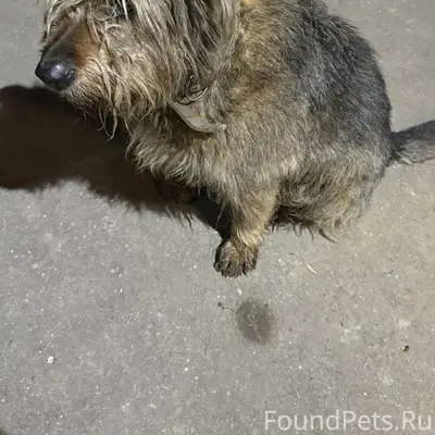 Найден пес, Проспект Текстильщиков