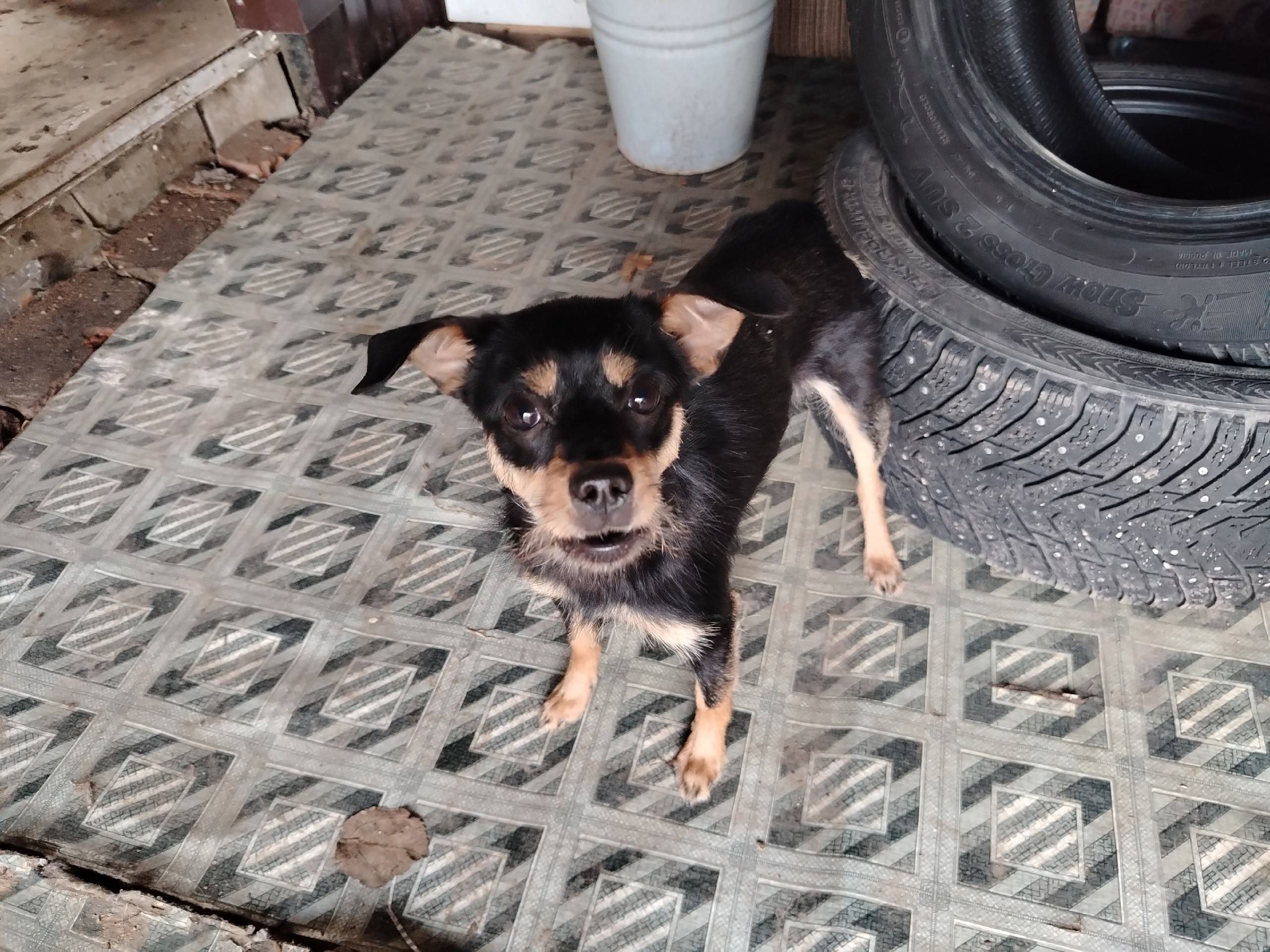 Найден щенок, маленькая порода, ул. Смоленская