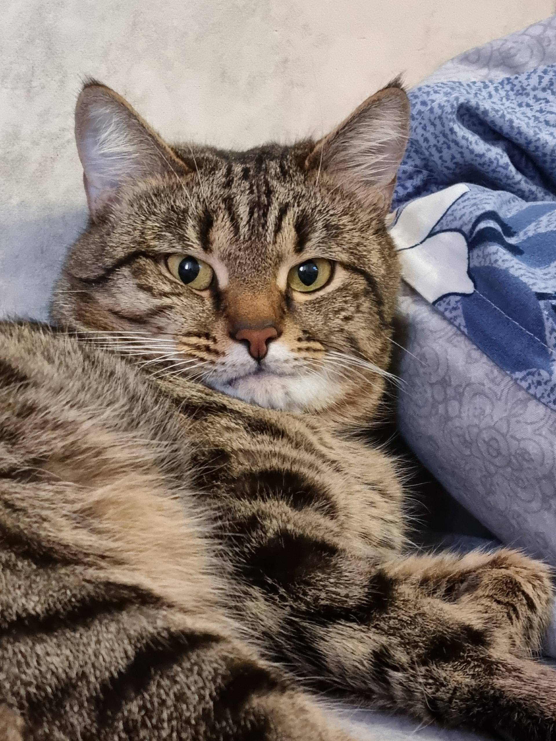 Пропал кот, район Дружбы