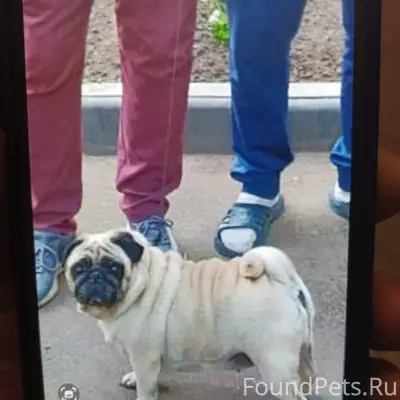 Пропала собака Фрося, Улица Станислава Милевского