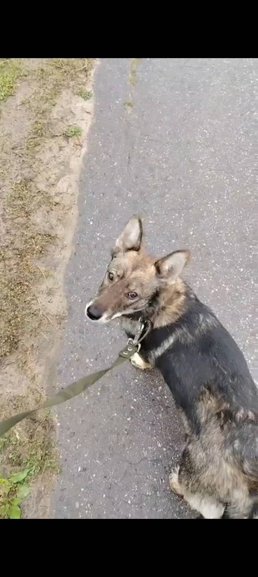 Пропала собака, мкрн китовка