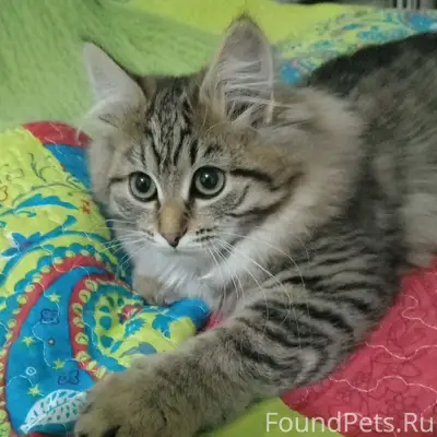 Пропала кошка Лова, г. Полевской