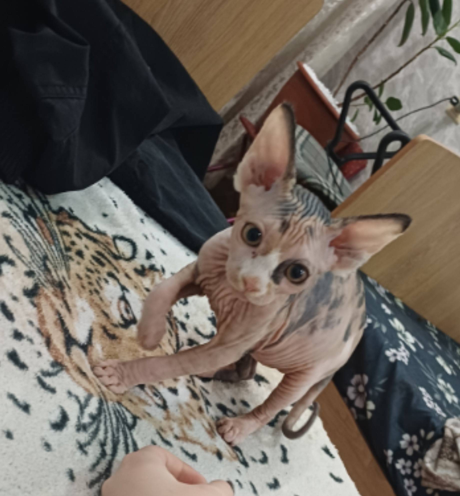 Пропала сфинкс Герда, Автозаводский район