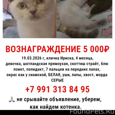 Пропала кошка Ириска (Слойка), Большие Дворы