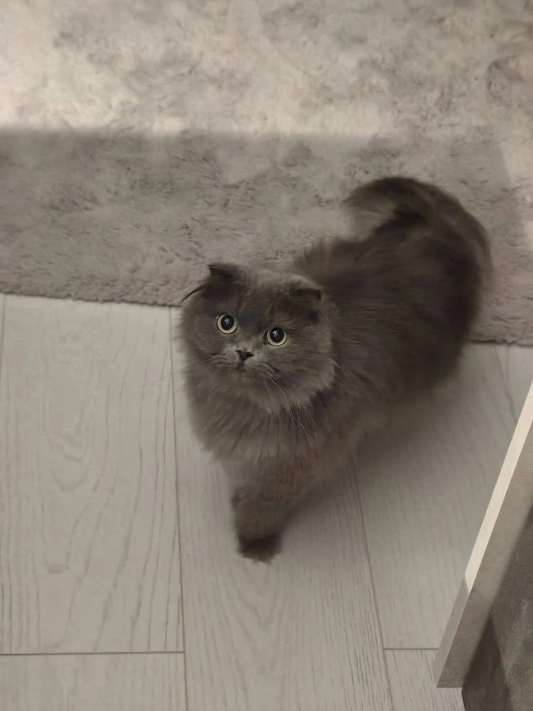 Пропала кошка, улица Любчича