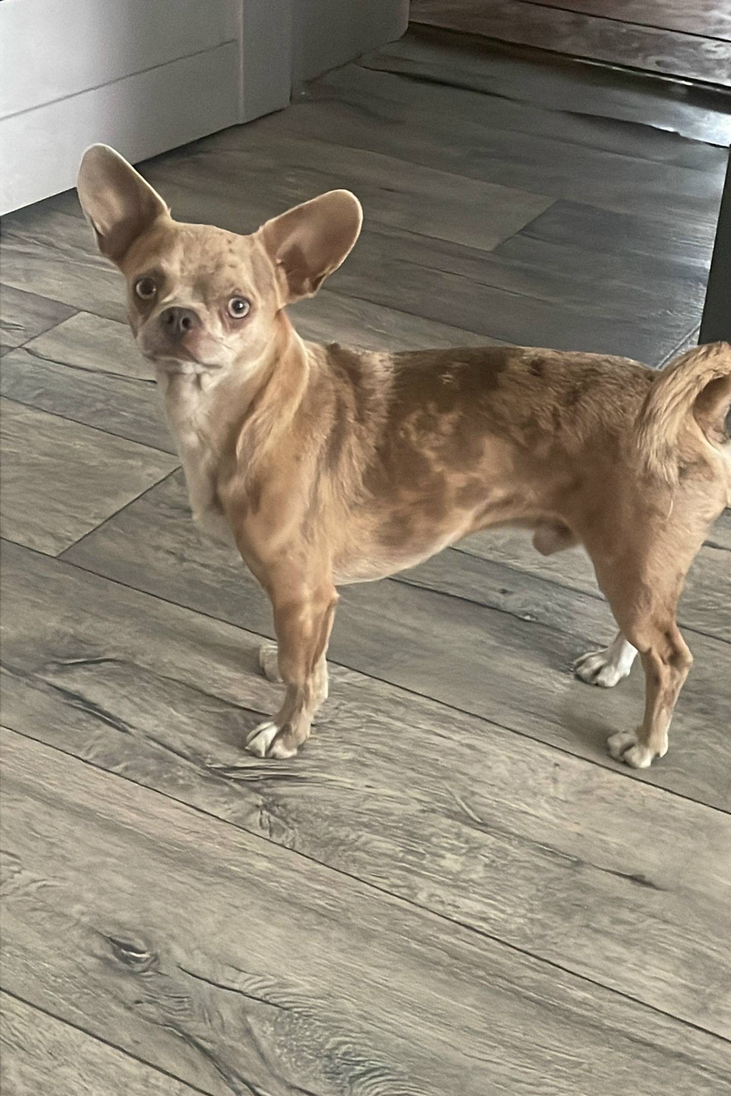 Пропала собака, 1 Увекский проезд