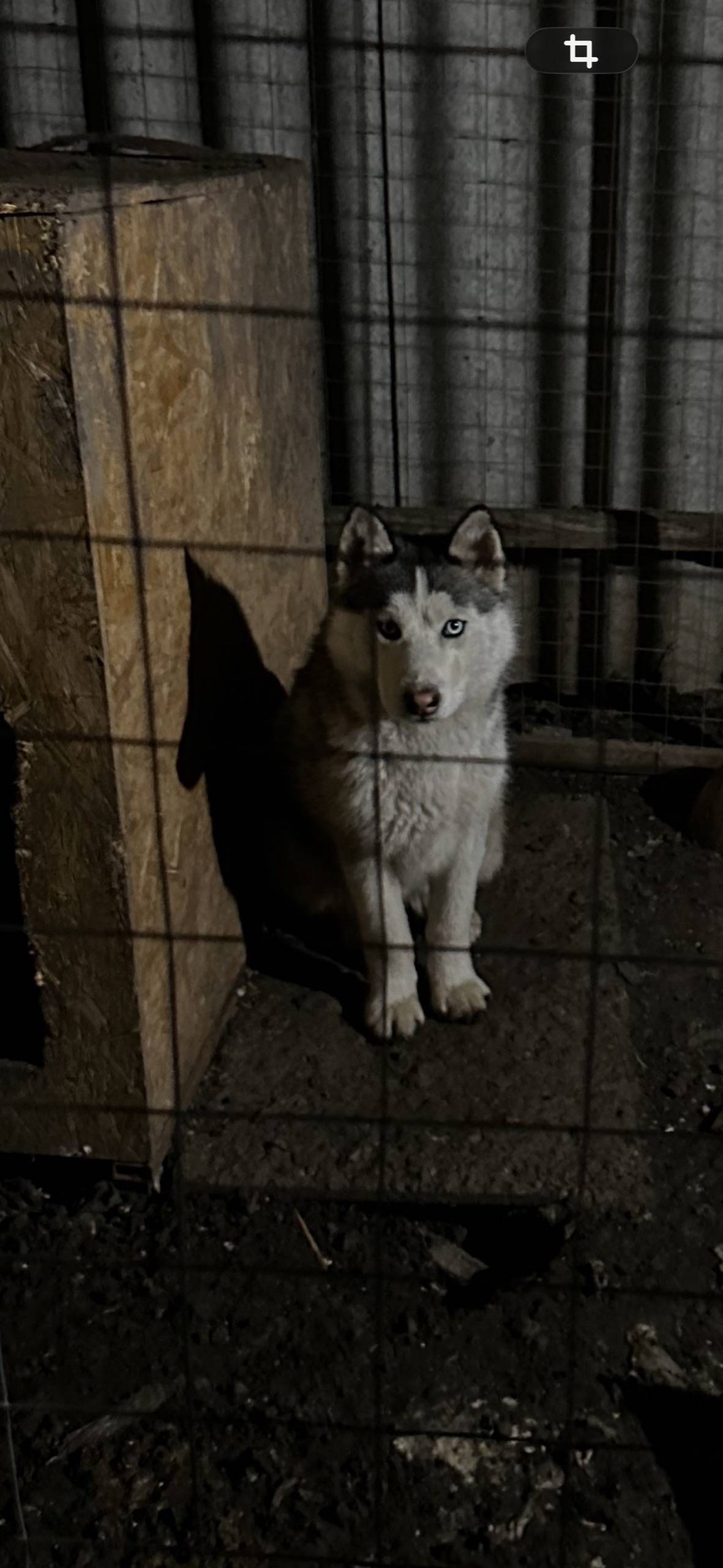 Пропал пёс Микки, голубые глаза