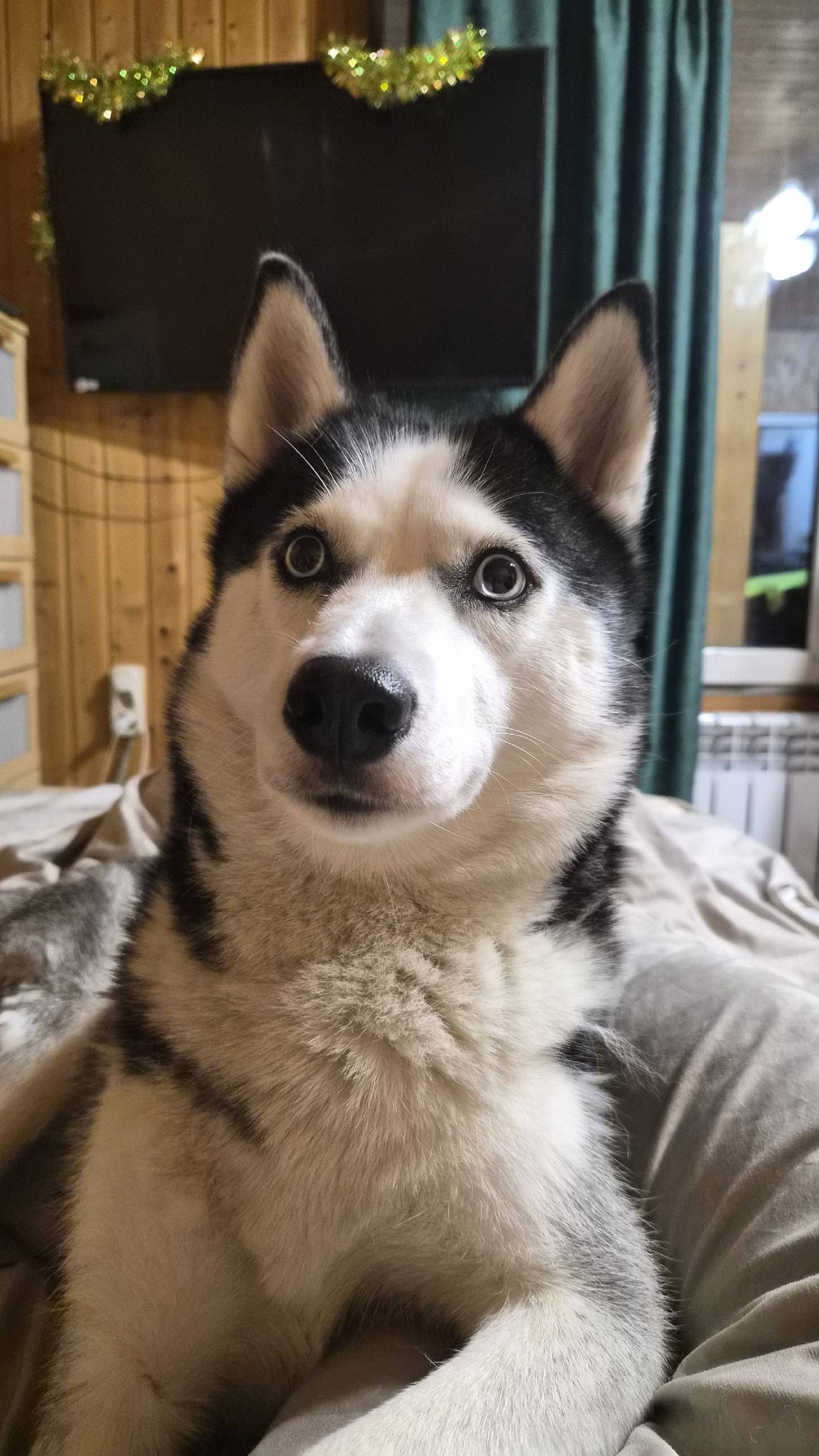 Пропала собака, без породы и клички