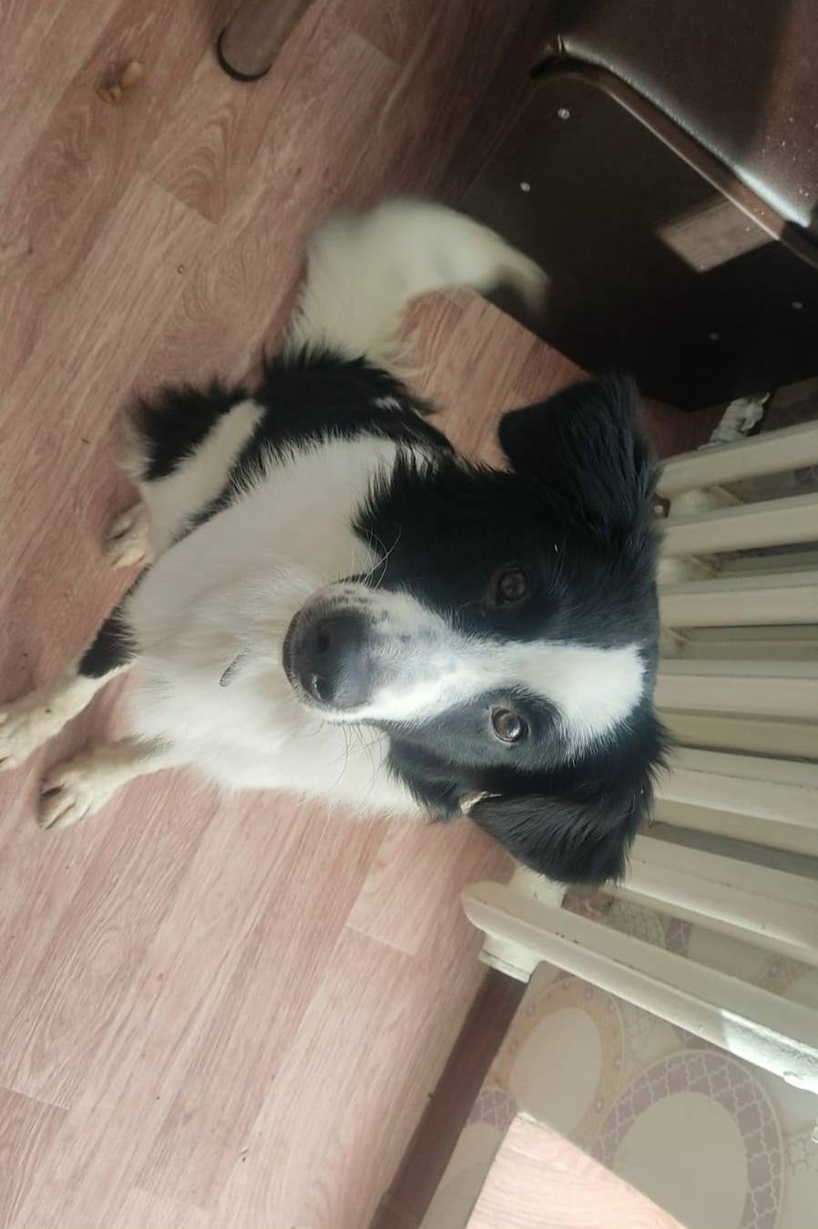 Пропал пёс Снупи, Левый берег