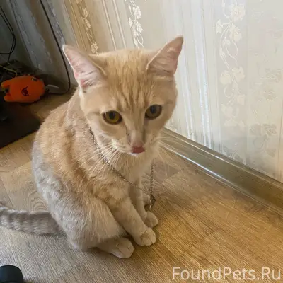 Пропал котик Люцик, Усти-на-Лабе