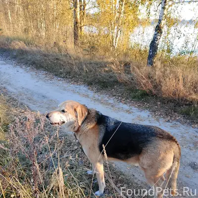 Пропал Русская гончая, Черноголовка - Макарово