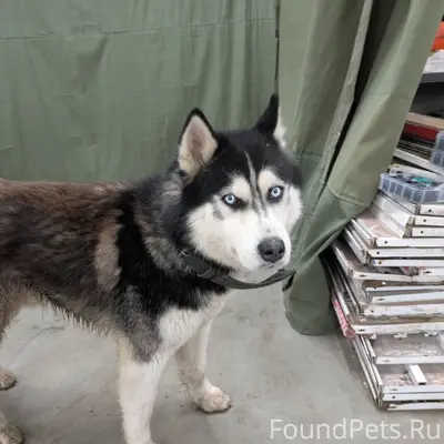 Найден кобель, Ясная поляна