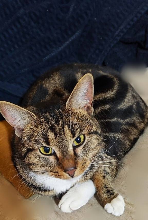 Пропал кот, Раменское, ул. Крымская