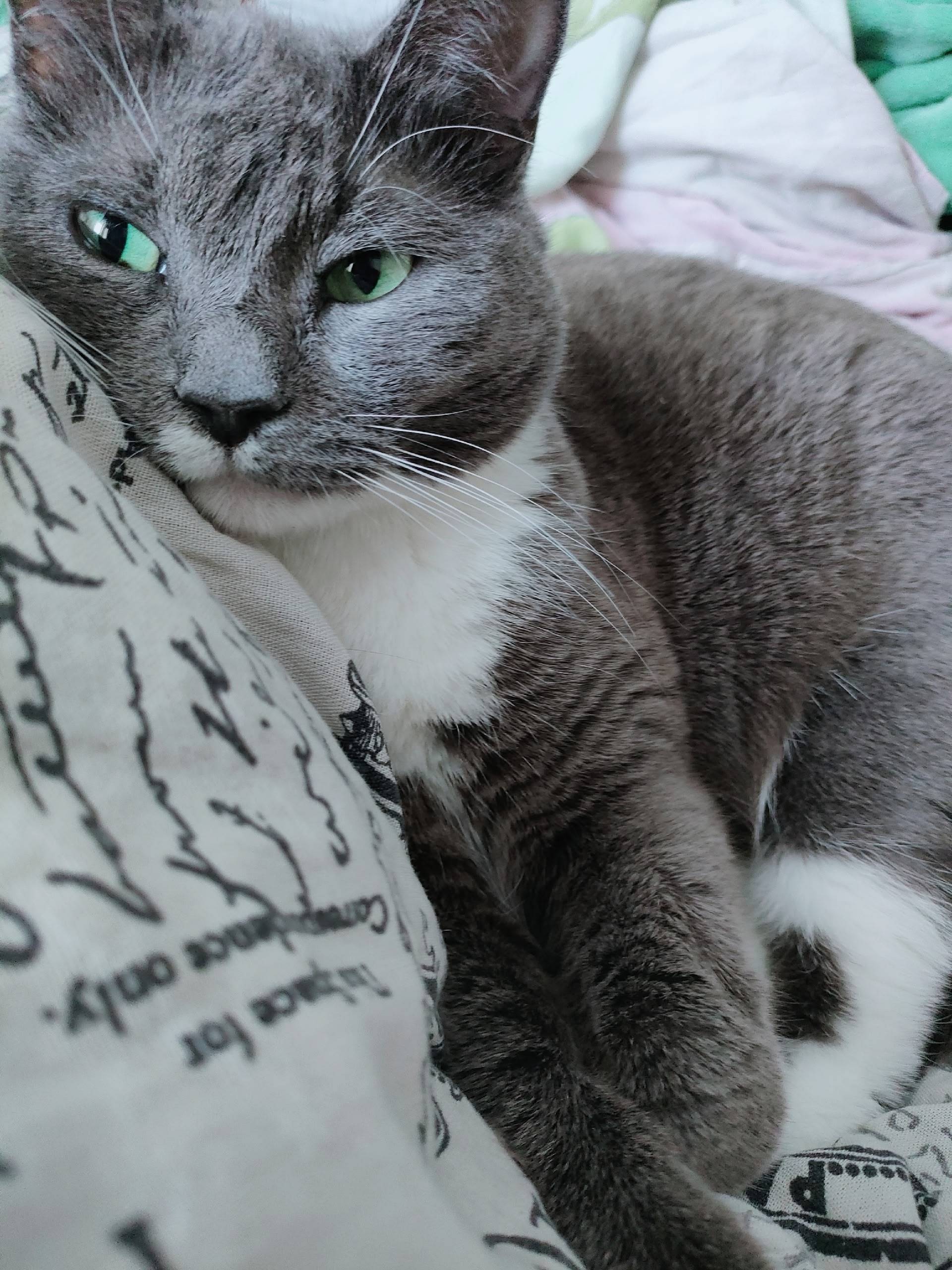 Пропала кошка Маркиза, 1 мкр 8