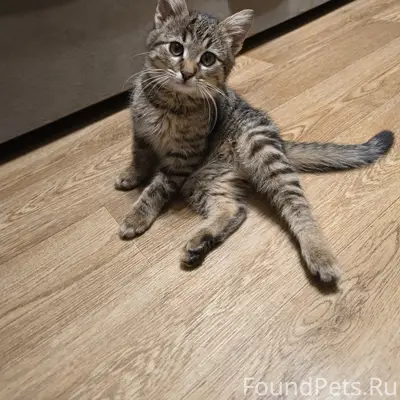 Пропал котёнок, центр города