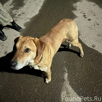 Найден тип собака, Верхняя Стрекаловка, Косая Гора