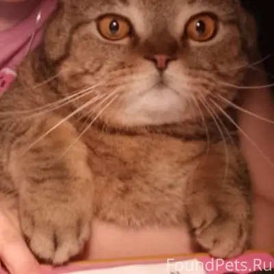 Пропал британец Кузя, пгт Знаменка