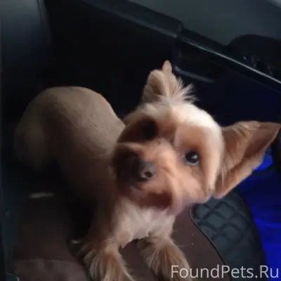 Пропала собака, Верхоунжа