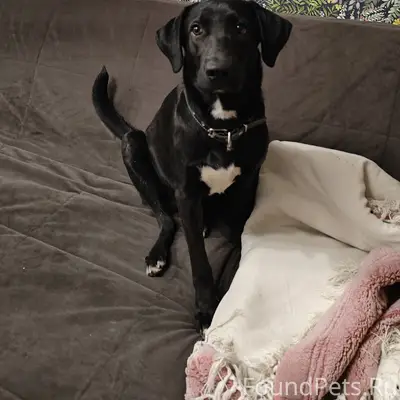 Найден кобель, район Максима Горького, Воронеж