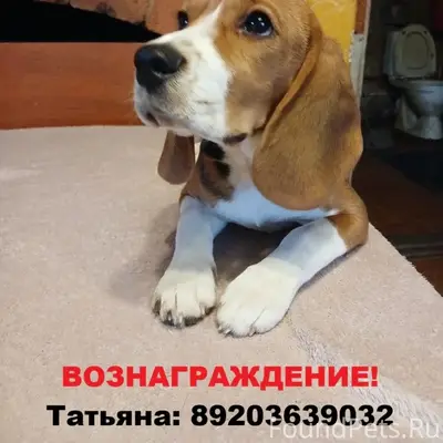 Пропала девочка бигль Дуня, Иваново