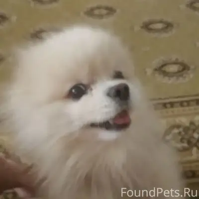 Найденна собака, улица Внуковская