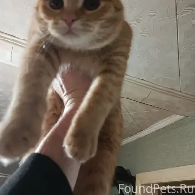 Пропал кот Кузя, Заречка