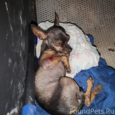 Найден тип собака, перекрёсток Тульская и Республики