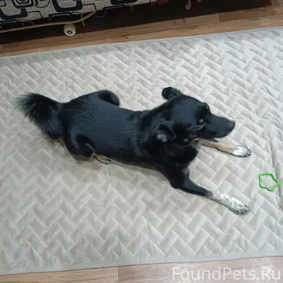 Пропал Кубик, район тц «Победа»