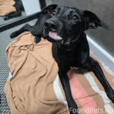 Найдена Черная собака (молодая)