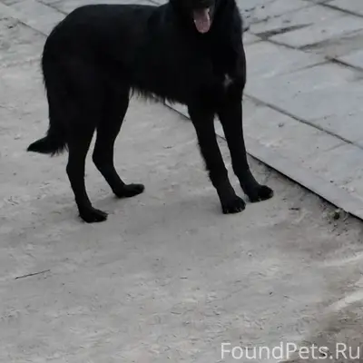 Пропала собака, место не указано