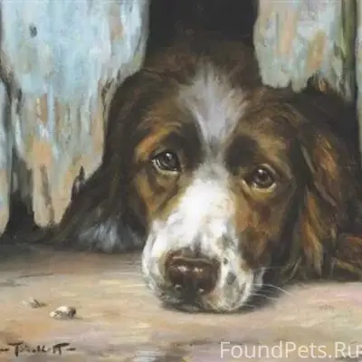 Найдена собака черно-бурой масти, Богоявленская волость