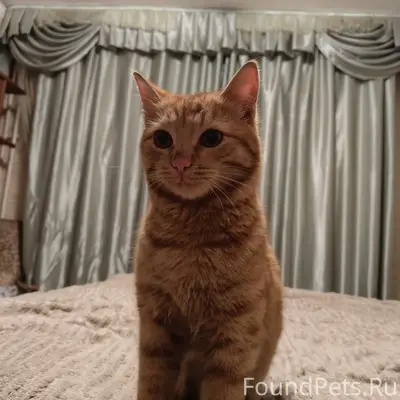 Найден кот, ранка на ушке