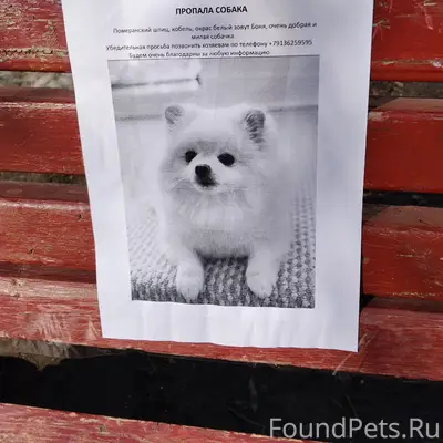 Пропала собака, Старгород