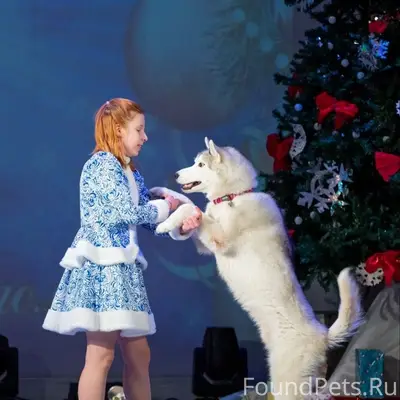 Пропал хаски, район Каскада, Омск