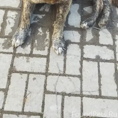 Пропала собака, видны следы ошейника, во дворе