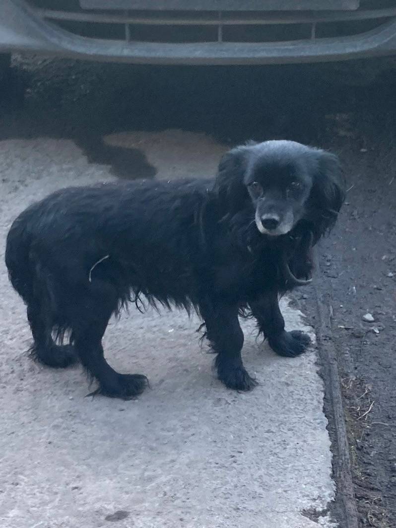 Пропала собака, район Багратиона