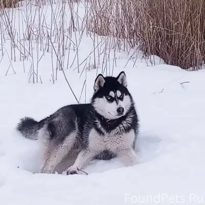 Найден пёс, с. Гагарино