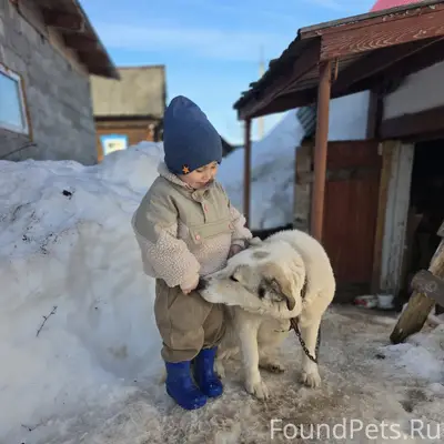 Пропала собака, без породы, без особых примет