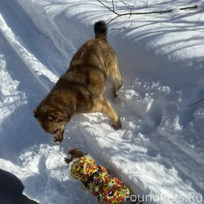 Пропал пес Рич