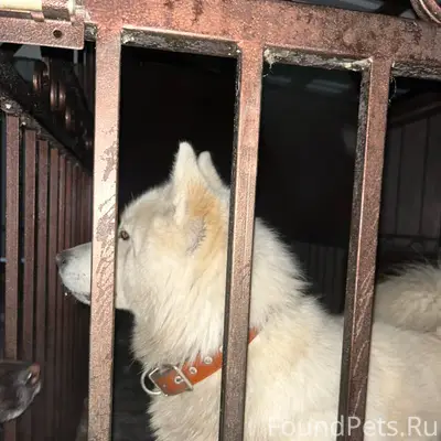 Найден тип собака, Ленинградская 1