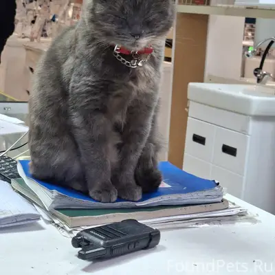 Пропала трёхцветная кошка Муся, Коммунистическая 68