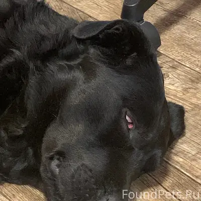 Найден чёрный лабрадор, мкр. Полет, г. Ногинск