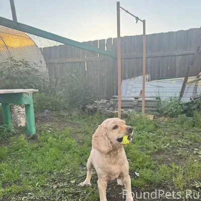 Пропал американский кокер-спаниель Чарли-Чарлик, Неглинная