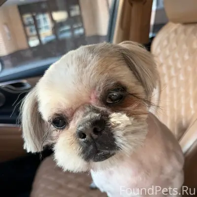 Пропала собака Виолетта, Обнинск