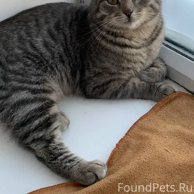 Пропал кот, Авиастроительный район