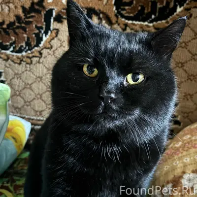 Пропал метис короткошёрстного британца, улица Октябрьская