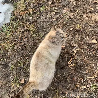Найдена кошка, район Старый вокзал