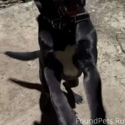 Найден метис лабрадора, набережная Максима Горького