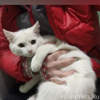 Пропал гладкошёрстный белый кот, улица Урицкого